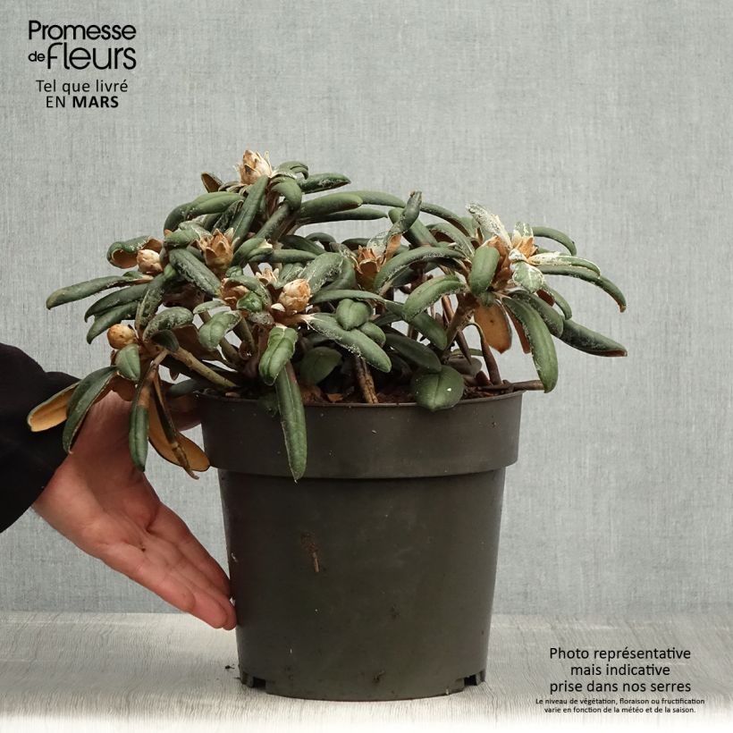 Example of Rhododendron yakushimanum Koichiro Wada Vaso da 4L/5L as you get in printemps