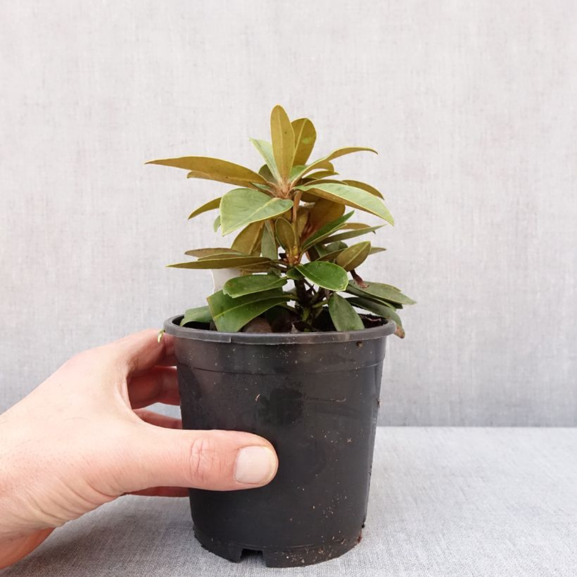 Rhododendron yakushimanum Morgenrot - Rhododendron nain Pot de 12 cm / 13 cm esemplare consegnato in inverno