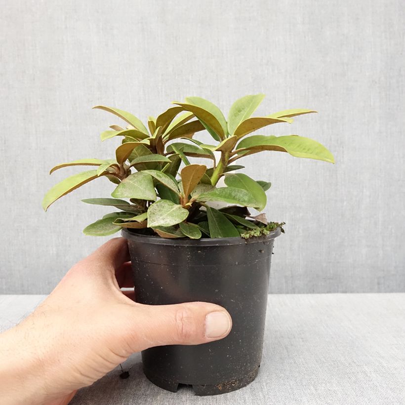 Example of Rhododendron yakushimanum Morgenrot Vaso da Ø 12 cm / 13 cm as you get in printemps