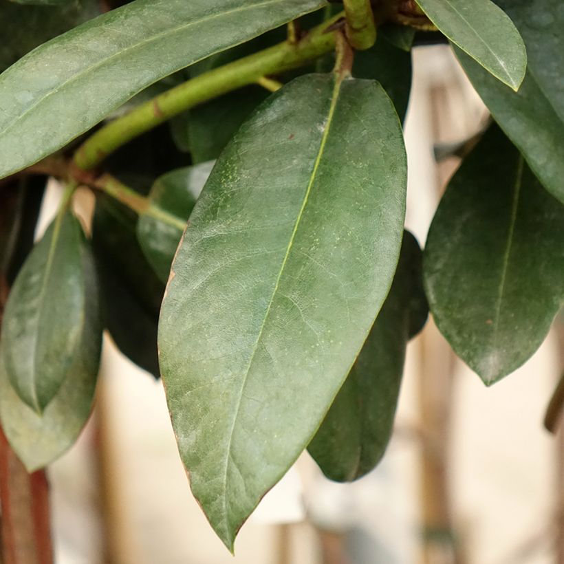 Rhododendron yakushimanum Morgenrot (Foliage)