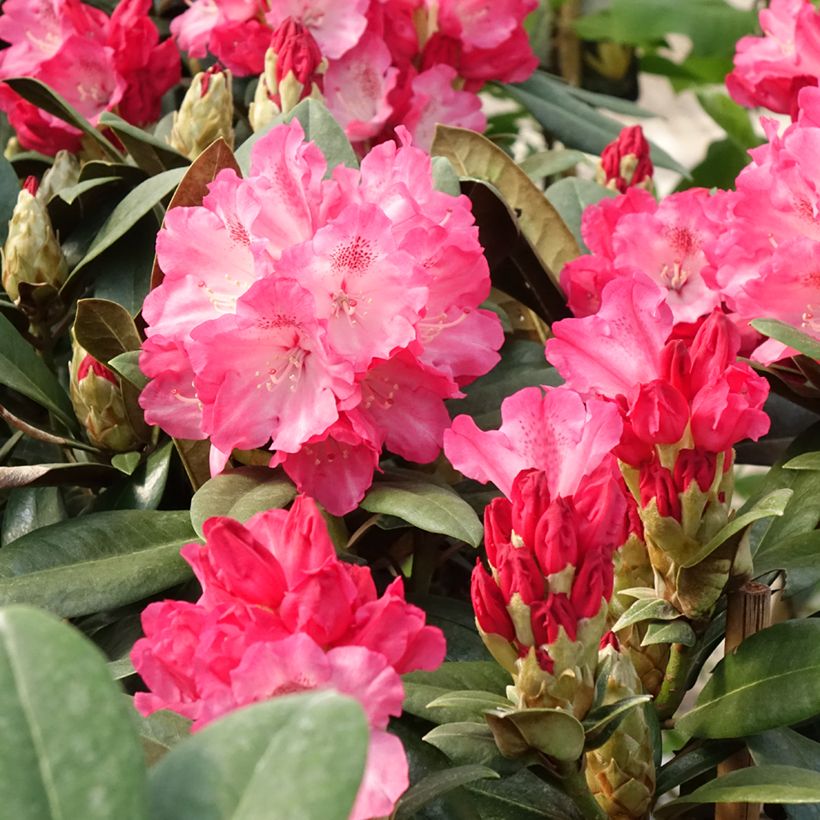 Rhododendron yakushimanum Morgenrot (Flowering)