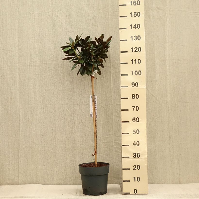 Esemplare di Rhododendron yakushimanum Morgenrot - Rhododendron nain Pot de 7,5L/10L, Tige, Tige de 80 cm come consegnato in autunno