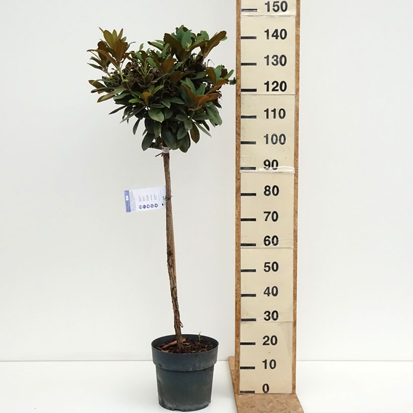 Esemplare di Rhododendron yakushimanum Morgenrot Vaso da 7,5L/10L, Vaso impalcato consegnato in estate