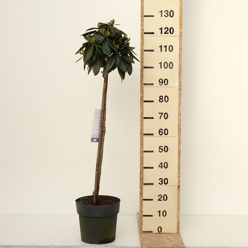 Rhododendron yakushimanum Polaris - Rhododendron nain Pot de 7,5L/10L, Tige, Tige de 80 cm esemplare consegnato in inverno