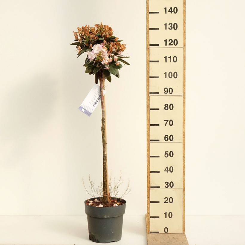 Rhododendron yakushimanum Polaris Vaso da 7,5L/10L, Vaso impalcato esemplare consegnato in primavera