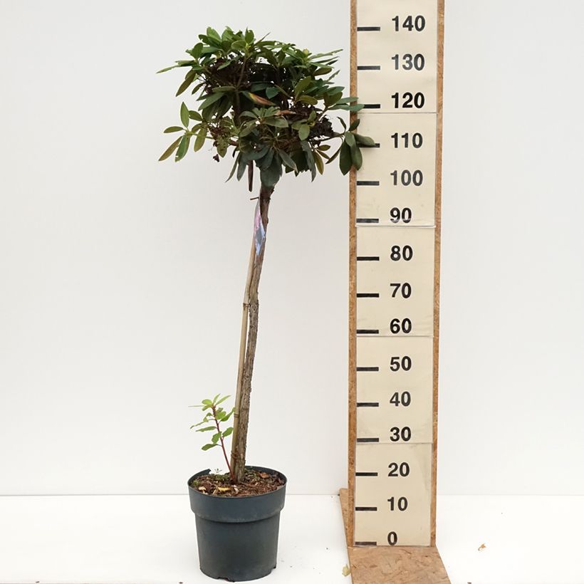 Esemplare di Rhododendron yakushimanum Polaris Vaso da 7,5L/10L, Vaso impalcato come consegnato in autunno