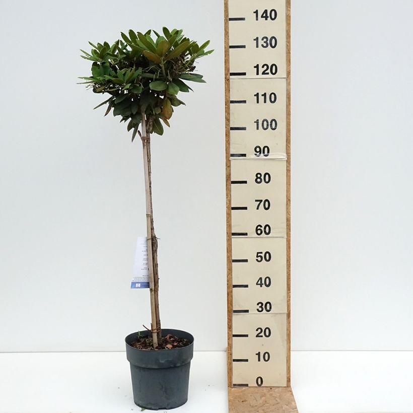 Esemplare di Rhododendron yakushimanum Polaris Vaso da 7,5L/10L, Vaso impalcato consegnato in estate