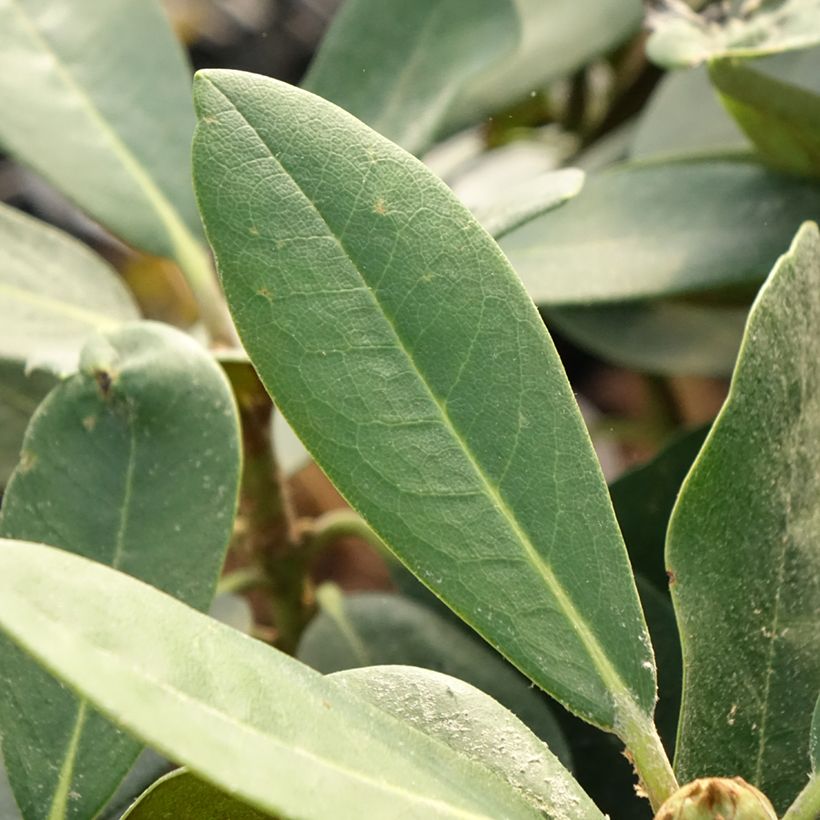 Rhododendron yakushimanum Silberwolke (Fogliame)