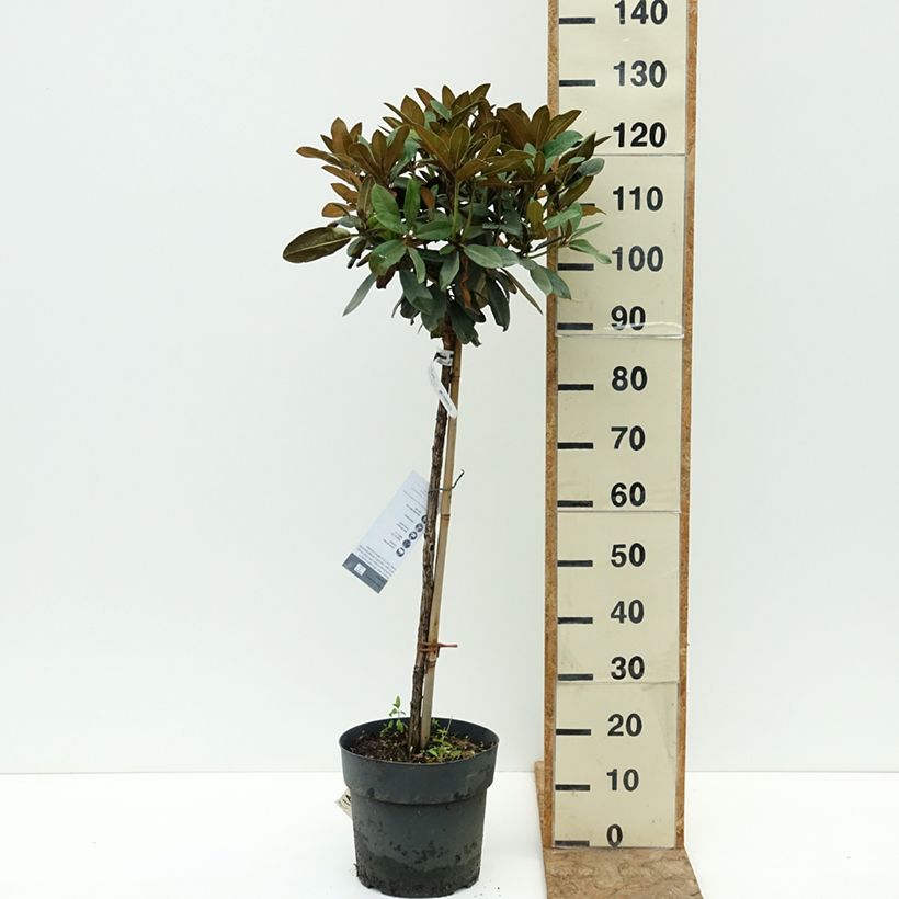 Esemplare di Rhododendron yakushimanum Tina Heinje Vaso da 7,5L/10L, Vaso impalcato consegnato in estate