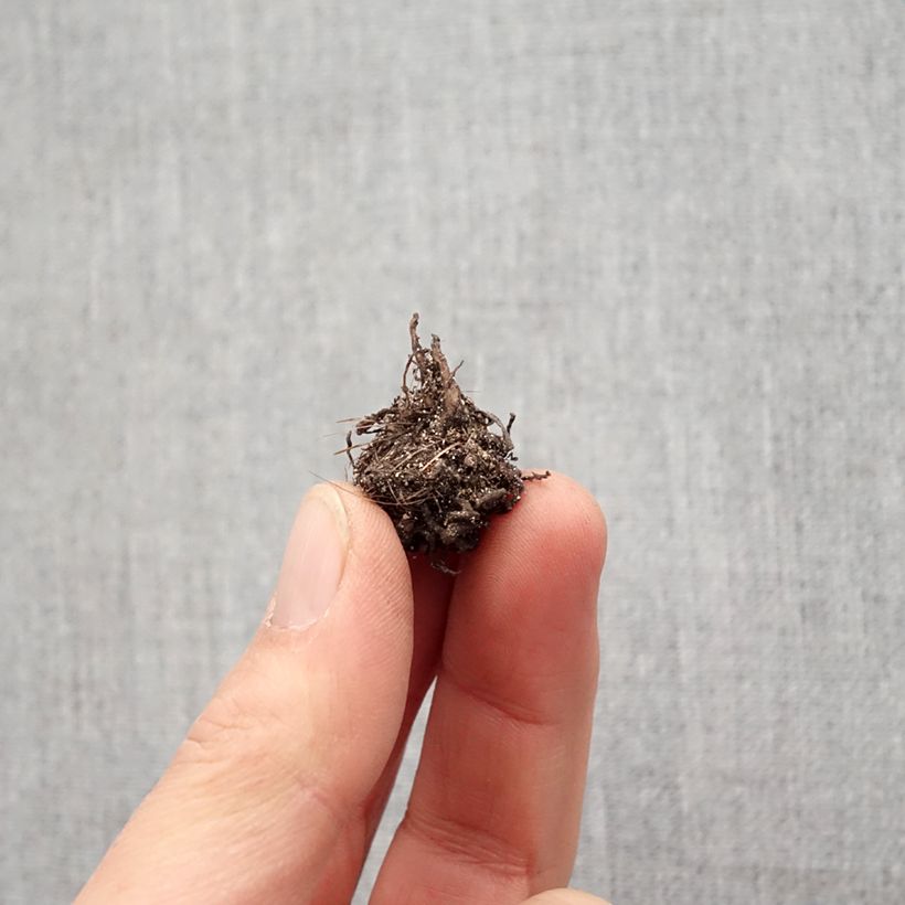 Rhodohypoxis baurii Red King Bulbo taglia I esemplare consegnato in primavera