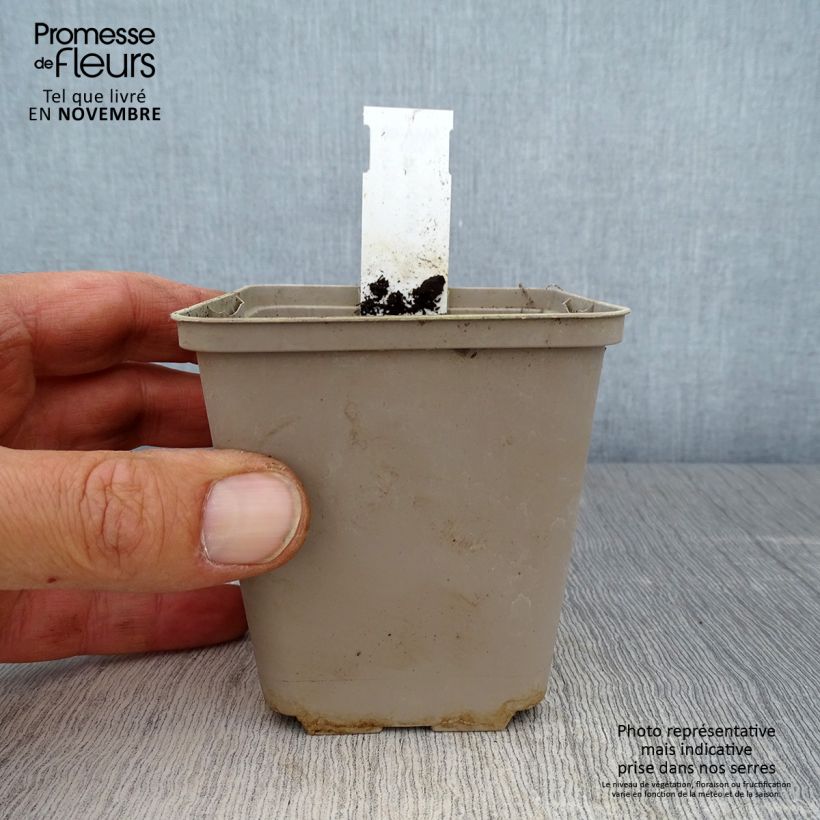 Esemplare di Rhodohypoxis Fairy Kisses Vasetto da 8/9 cm come consegnato in autunno