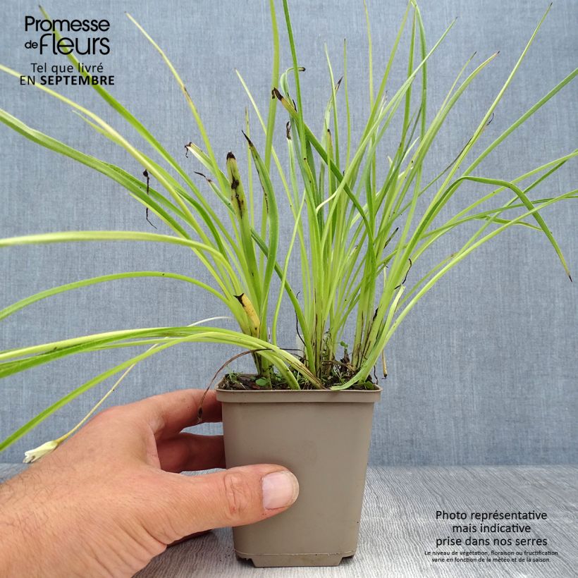 Esemplare di Rhodoxis Summer Stars Peppermint Godet de 8/9 cm come consegnato in autunno