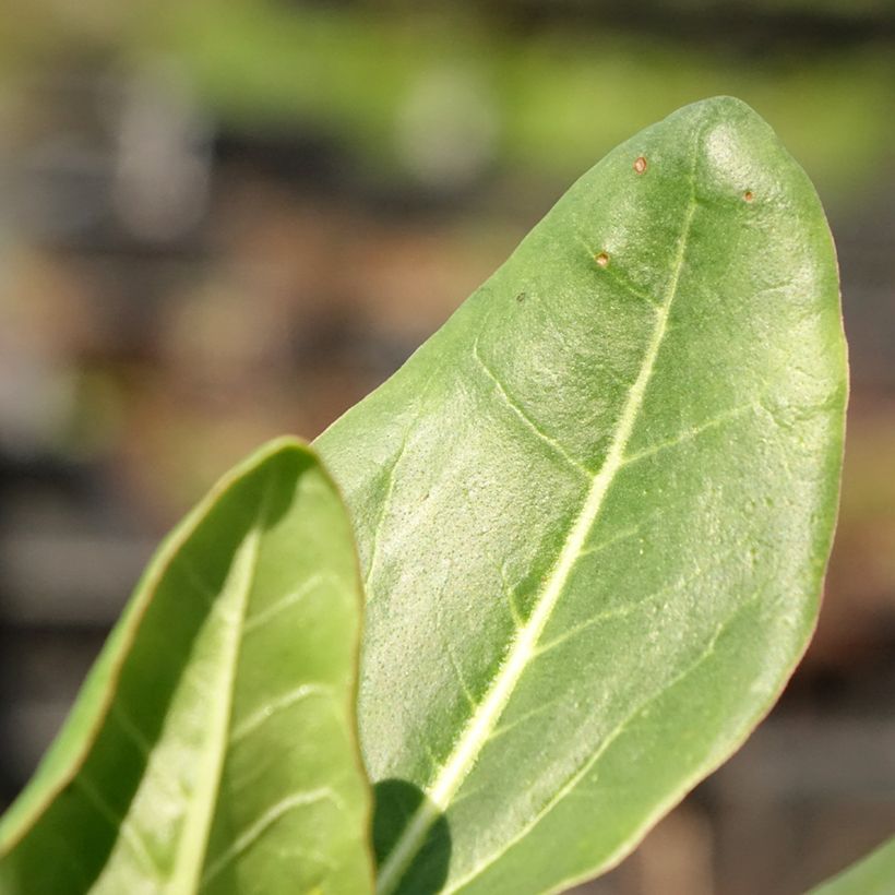 Rheum alexandrae - Rabarbaro ornementale (Fogliame)