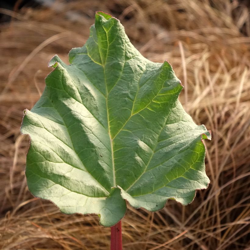 Rheum x hybridum Victoria - Rabarbaro (Foliage)