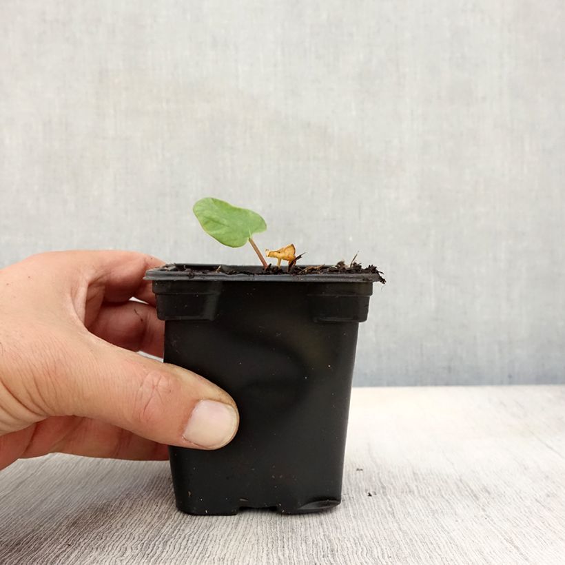 Esemplare di Rhubarbe des jardins Victoria - Rheum rhabarbarum Godet de 8/9 cm come consegnato in autunno