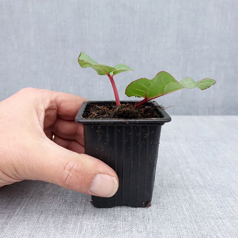 Example of Rheum x hybridum Victoria - Rabarbaro Vasetto da 8/9 cm as you get in printemps