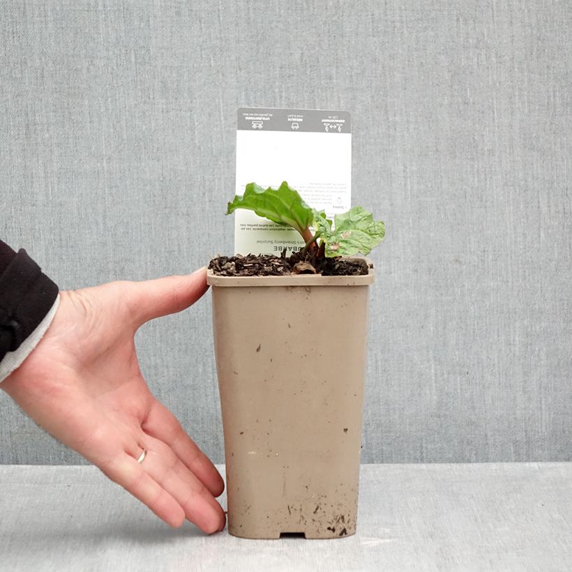 Esemplare di Rheum Fulton's Strawberry Surprise - Rabarbaro Vaso da 1L/1,5L come consegnato in autunno