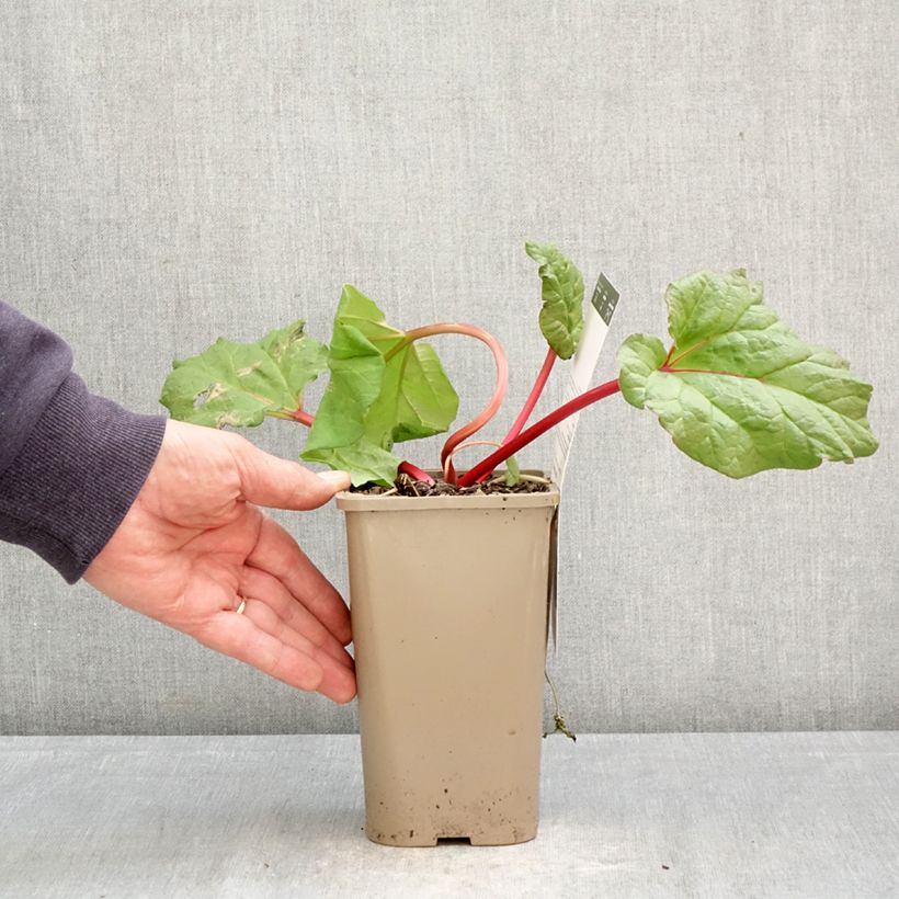 Rheum Fulton's Strawberry Surprise - Rabarbaro Vaso da 1L/1,5L esemplare consegnato in primavera