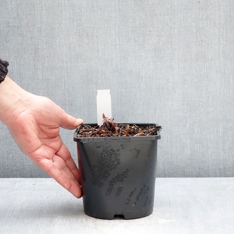 Example of Rheum palmatum var. tanguticum - Rabarbaro palmato Vaso da 2L/3L as you get in hiver