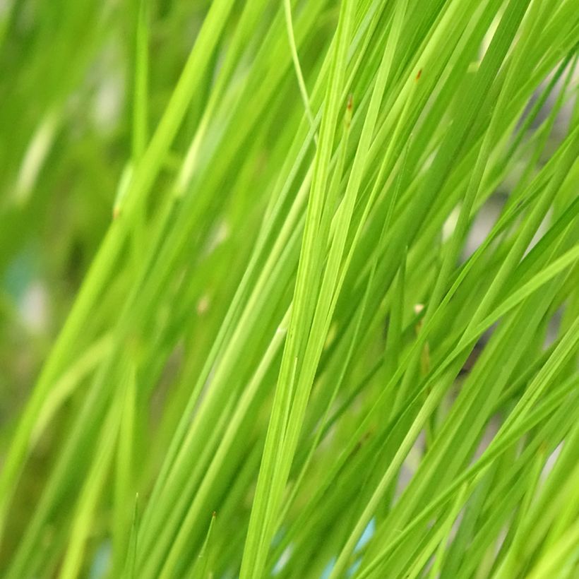 Rhynchospora colorata (Fogliame)