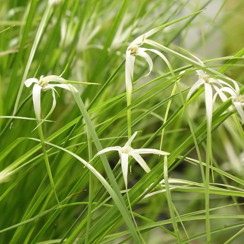 Rhynchospora colorata (Porto)