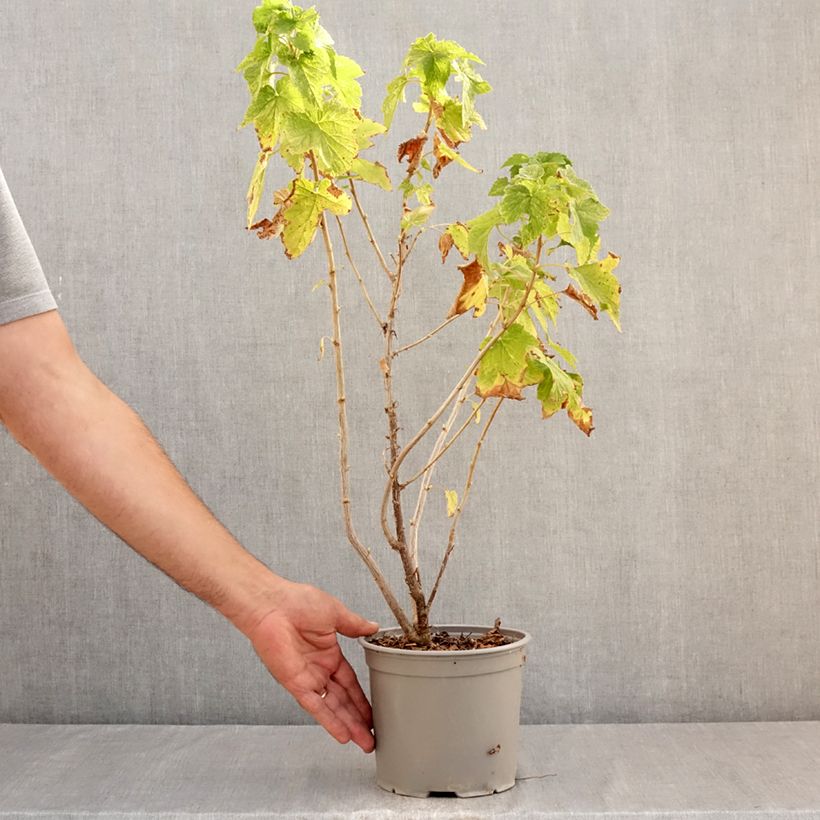 Esemplare di Ribes americanum Variegatum Vaso da 3L/4L consegnato in estate