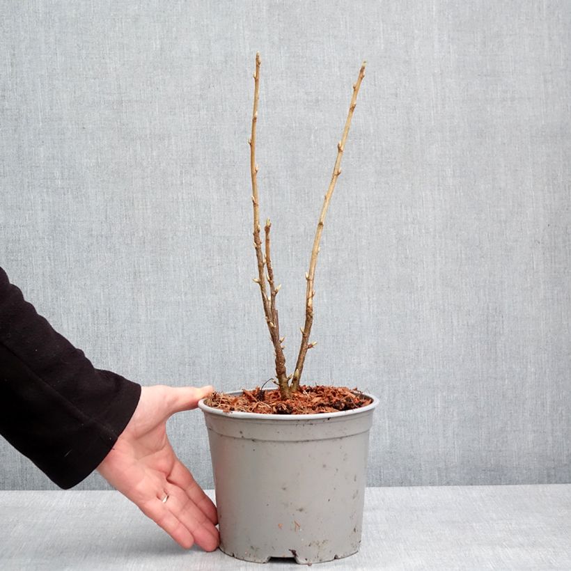 Example of Ribes americanum Variegatum Vaso da 3L/4L as you get in hiver