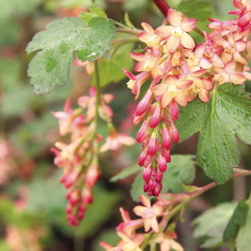 Ribes gordonianum (Flowering)