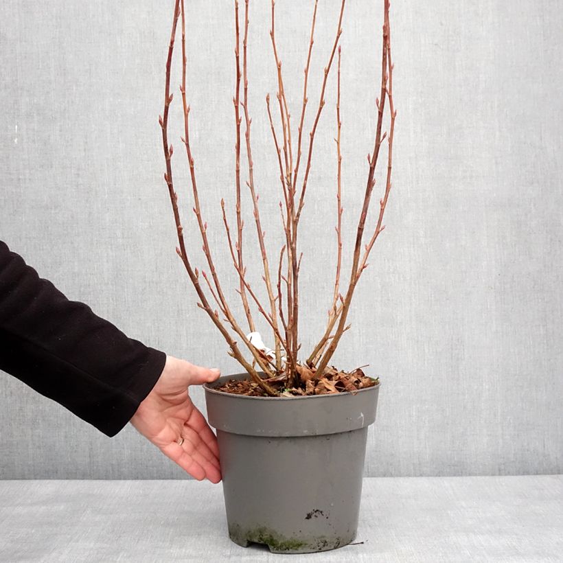 Example of Ribes sanguigno Amore Vaso da 4L/5L as you get in hiver