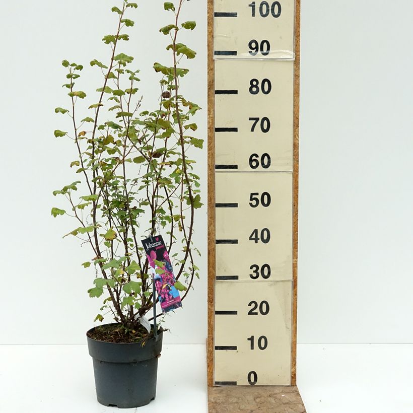 Esemplare di Ribes sanguigno Johannie PinkPomp Vaso da 4L/5L consegnato in estate