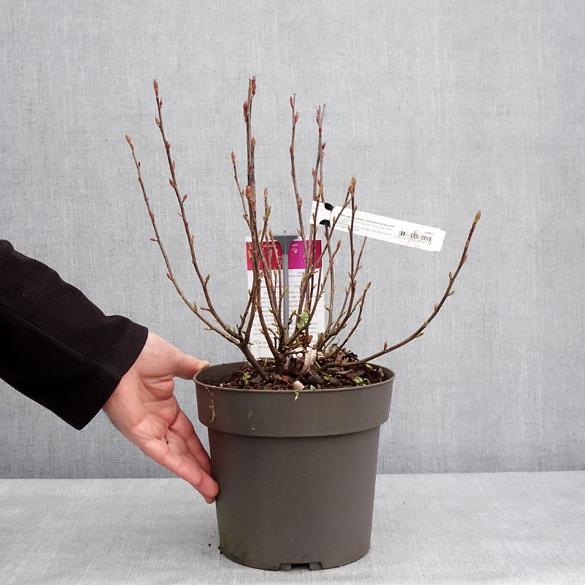 Example of Ribes sanguigno Johannie PinkPomp Vaso da 4L/5L as you get in hiver