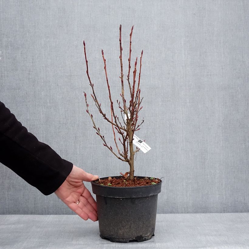 Ribes sanguigno Koja Vaso da 3L/4L esemplare consegnato in inverno