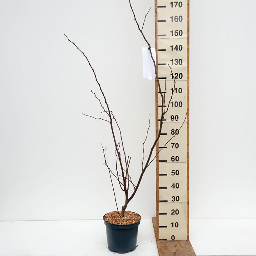 Example of Robinia margaretta Georgia da Torino - Robinia rosa Vaso da 7,5L/10L as you get in hiver