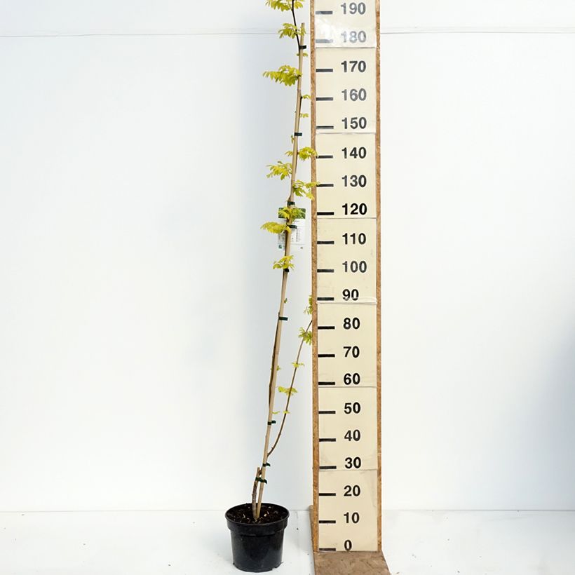 Robinia pseudoacacia Altdorf - Robinia Vaso da 4L/5L esemplare consegnato in primavera