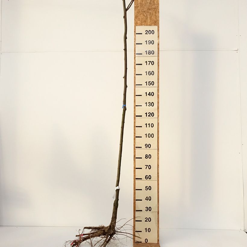 Robinia pseudoacacia Casque Rouge - Robinia a fiore rosse Piante grandi a radice nuda, Vaso impalcato esemplare consegnato in inverno