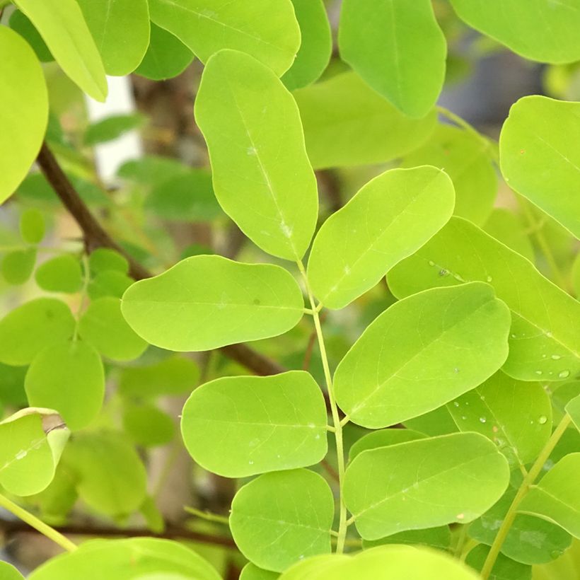 Robinia pseudoacacia Coluteoides - Robinia (Fogliame)