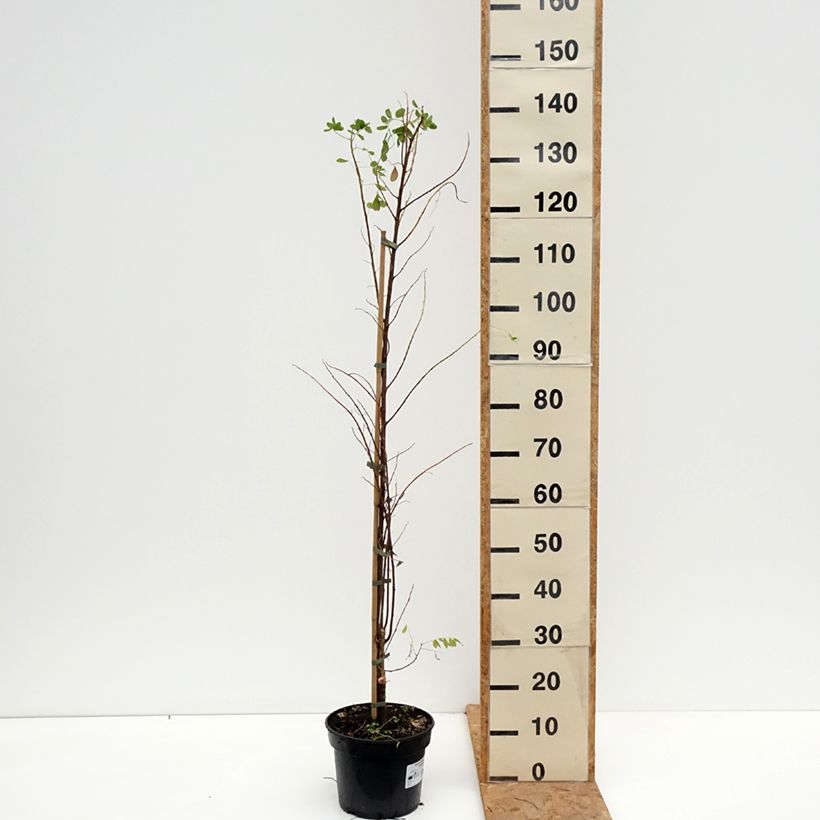 Esemplare di Robinia pseudoacacia Coluteoides - Robinia Vaso da 4L/5L come consegnato in autunno