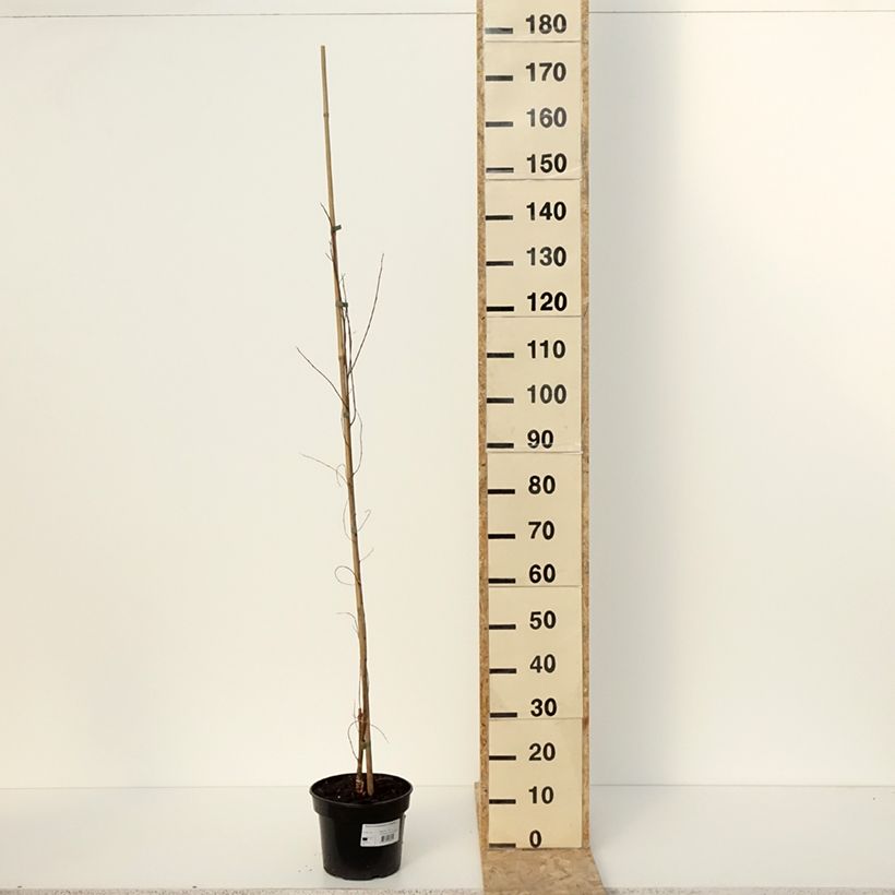 Robinia pseudoacacia Coluteoides - Robinier faux acacia Pot de 4L/5L, Greffé esemplare consegnato in inverno