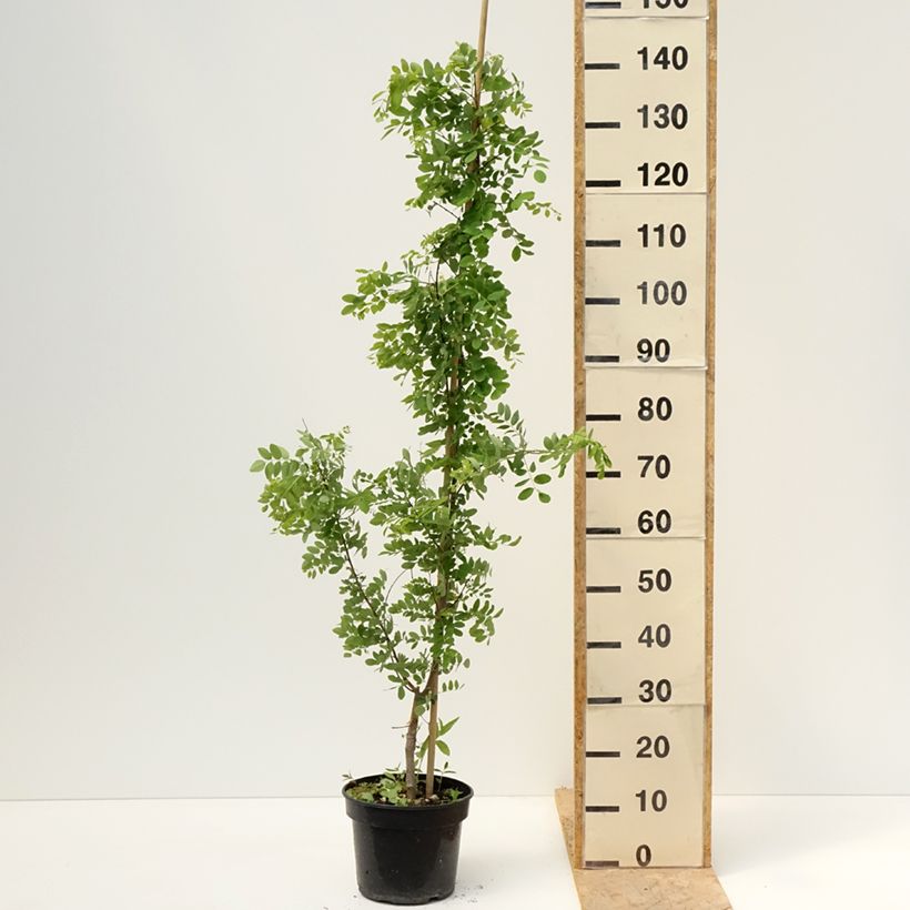 Robinia pseudoacacia Coluteoides - Robinia Vaso da 4L/5L esemplare consegnato in primavera