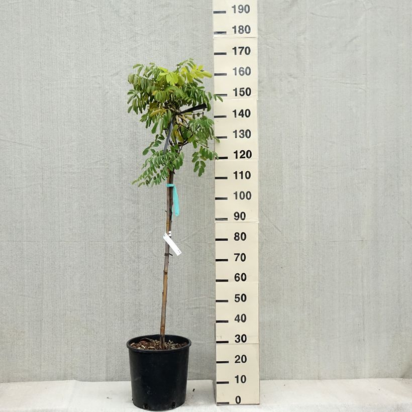 Esemplare di Robinia pseudoacacia Frisia - Robinia dorato Vaso da 12L/15L, Astone alto come consegnato in autunno