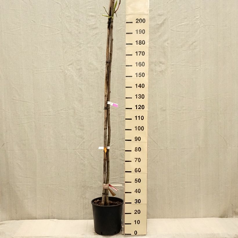 Robinia pseudoacacia Frisia - Robinia dorato Vaso da 12L/15L, Astone alto esemplare consegnato in primavera