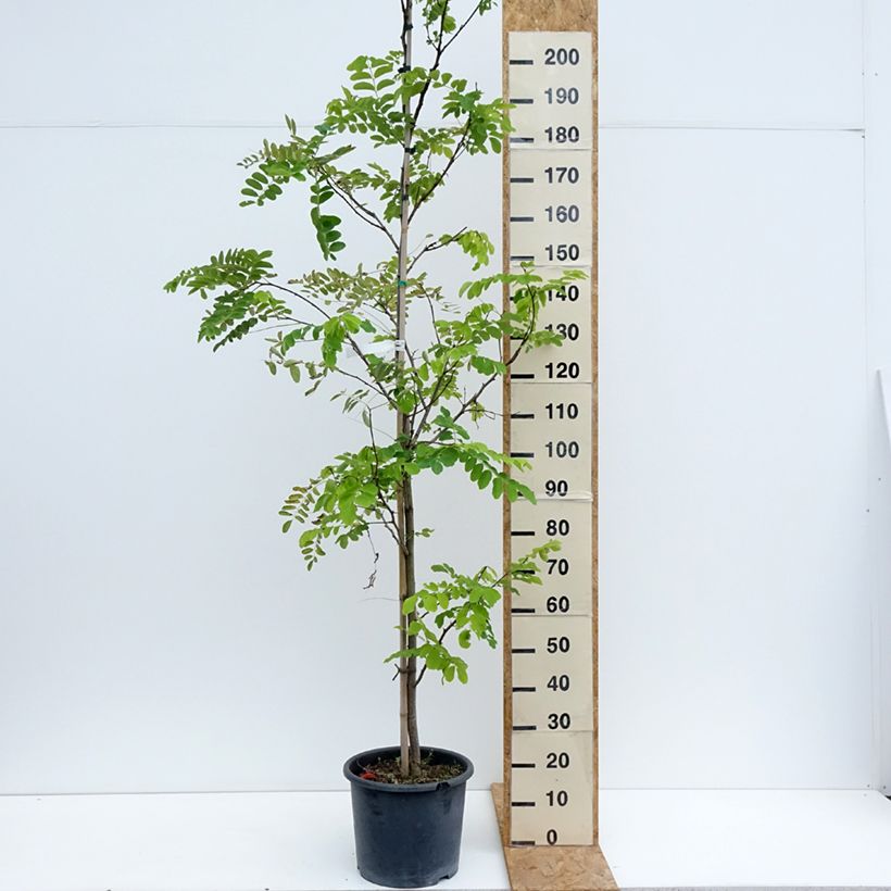 Esemplare di Robinia pseudoacacia Frisia - Robinia dorato Vaso da 12L/15L, Astone alto consegnato in estate