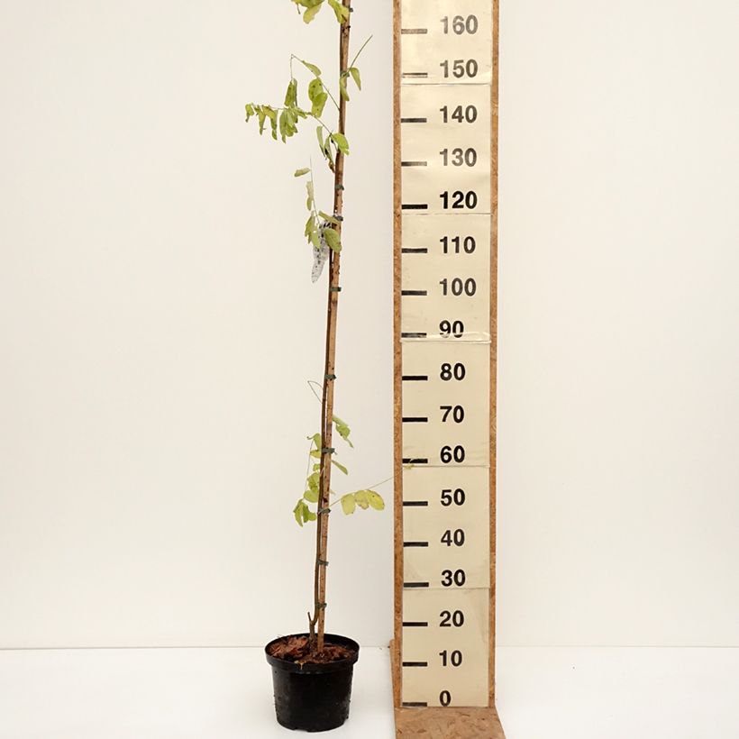 Esemplare di Robinia pseudoacacia Frisia - Robinia dorato Vaso da 4L/5L come consegnato in autunno