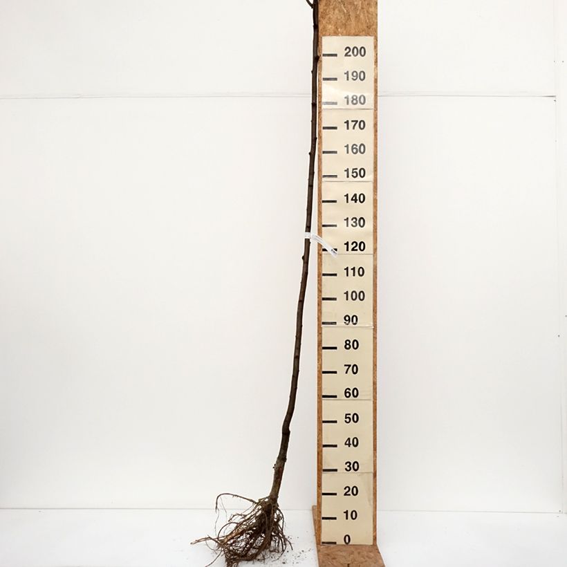 Robinia pseudoacacia Frisia - Robinia dorato Piante grandi a radice nuda, Vaso impalcato esemplare consegnato in inverno