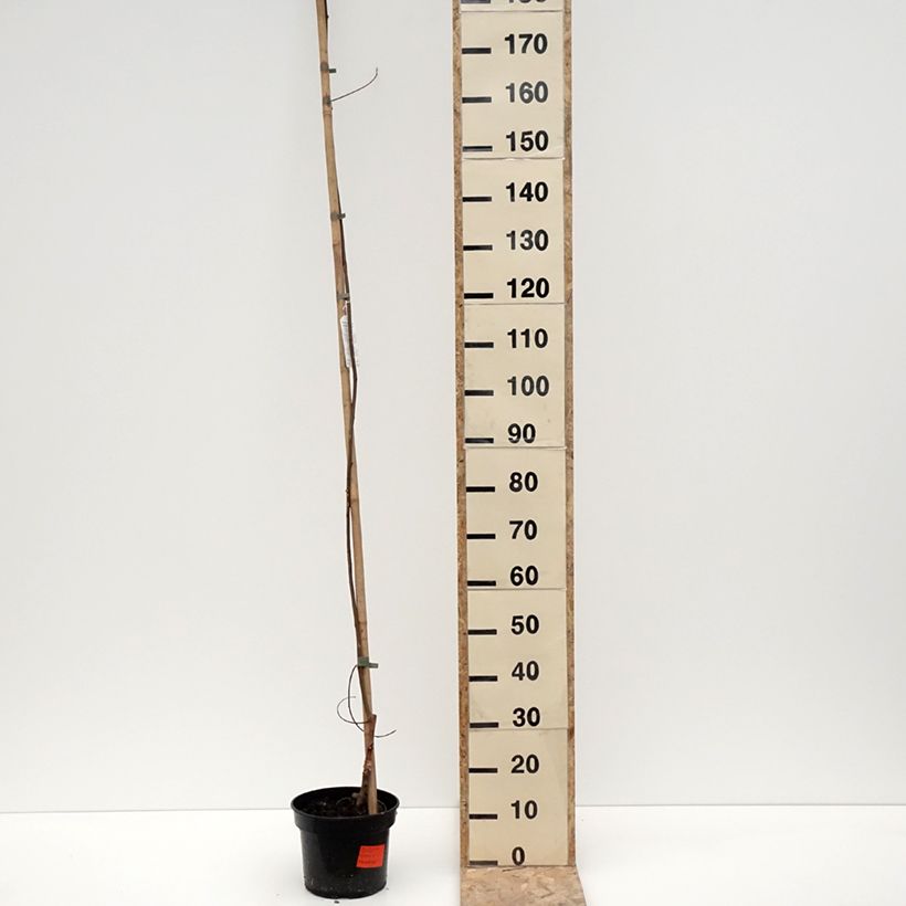 Robinia pseudoacacia Karolina Zamoyska - Robinia Vaso da 4L/5L esemplare consegnato in inverno