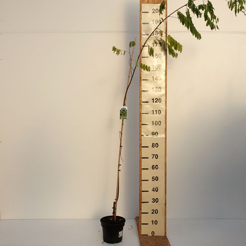Esemplare di Robinia pseudoacacia Karolina Zamoyska - Robinia Vaso da 4L/5L come consegnato in autunno