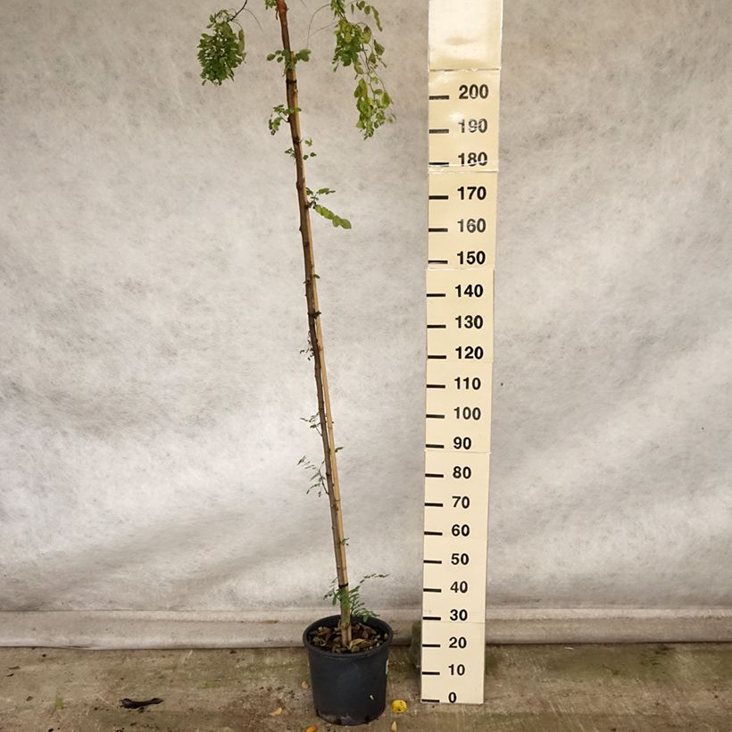Esemplare di Robinia pseudoacacia Twisty Baby - Acacia nain tortueux. Pot de 7,5L/10L come consegnato in autunno