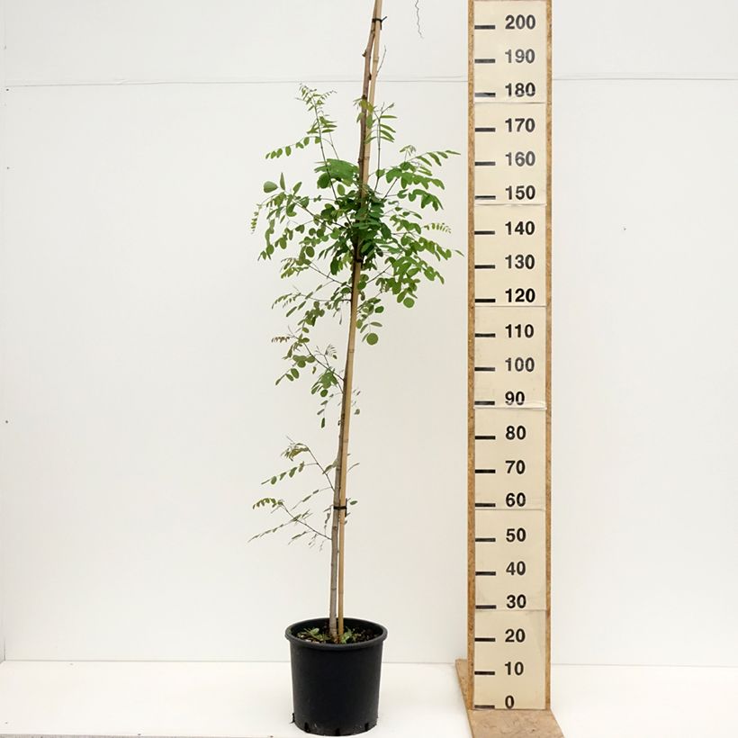 Robinia pseudoacacia Twisty Baby Lace Lady - Robinia Vaso da 7,5L/10L esemplare consegnato in primavera