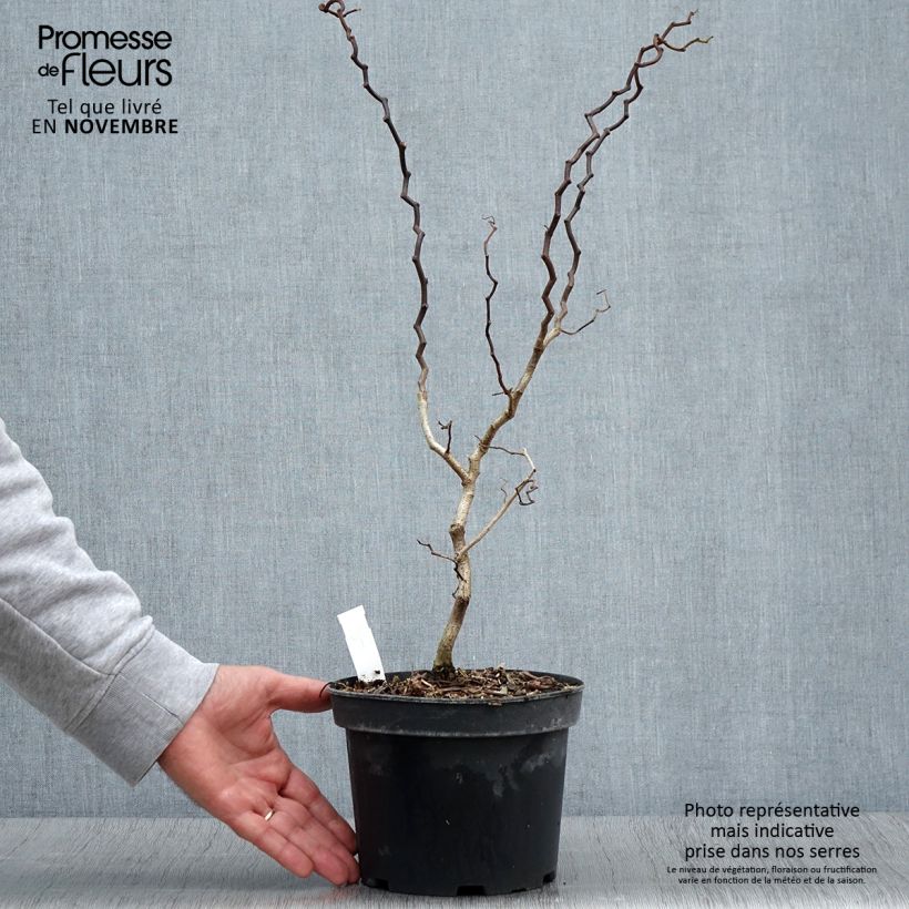 Esemplare di Robinia pseudoacacia Twisty Baby - Acacia nain tortueux. Pot de 3L/4L come consegnato in autunno