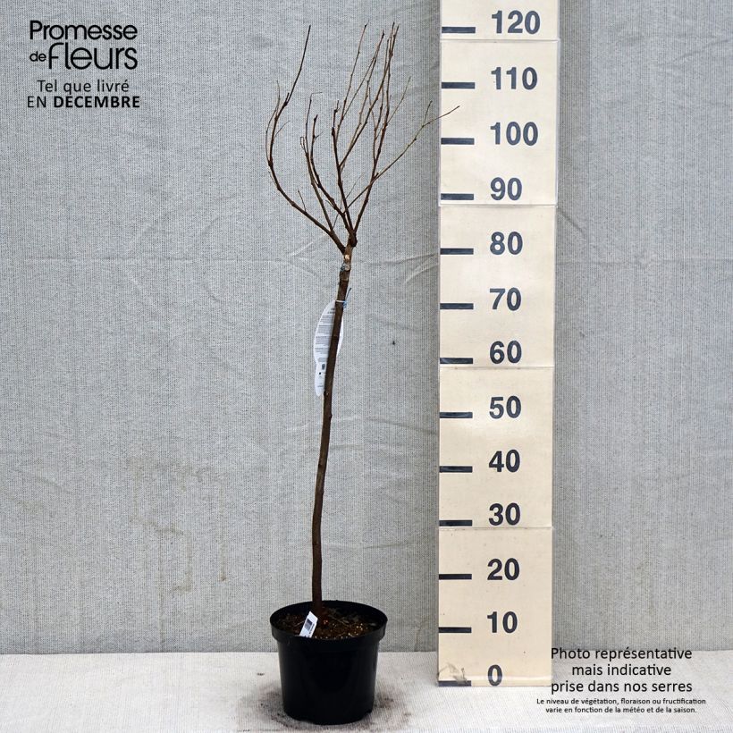 Esemplare di Robinia pseudoacacia Umbraculifera - Robinia Vaso da 4L/5L, Vaso impalcato medio come consegnato in autunno